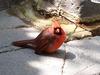 Cardinal (Cardinalis cardinalis)