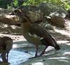 Egyptian Goose (Alopochen aegyptiacus)