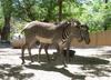 Grevy's Zebra (Equus grevyi)