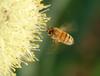 Honeybee approaching stone-leek flower