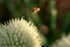 파꽃과 꿀벌 (Honeybee & stone-leek flower)