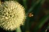 파꽃과 비행 꿀벌 (Honeybee & stone-leek flower)