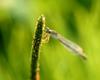 Damselfly