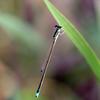 Damselfly