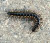 Millipede