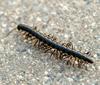 Millipede