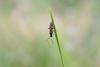 이름모를 곤충 --> 동애등에 Ptecticus tenebrifer (Soldier Fly)???