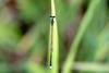 실잠자리 (Damselfly) --> 아시아실잠자리 수컷 Ischnura asiatica (Asiatic Bluetail Damselfly)