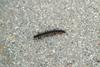 노래기 (Millipede) --> 황주노래기 Orthomorphella pekuensis