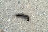 노래기 (Millipede) --> 황주노래기 Orthomorphella pekuensis