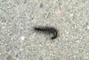 노래기 (Millipede) --> 황주노래기 Orthomorphella pekuensis