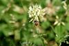 토끼풀 꽃과 꿀벌 (Honeybee on clover flower)