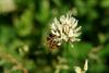 토끼풀 꽃과 꿀벌 (Honeybee on clover flower)