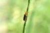 붉은병대벌레 (Red soldier beetle)