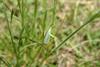 어린 풀잠자리 종류 (Green Lacewing)