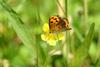 작은주홍부전나비 Lycaena phlaeas (Small Copper Butterfly)