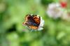 작은주홍부전나비 Lycaena phlaeas (Small Copper Butterfly)