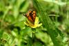 작은주홍부전나비 Lycaena phlaeas (Small Copper Butterfly)