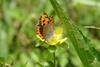 작은주홍부전나비 Lycaena phlaeas (Small Copper Butterfly)