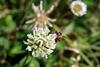 토끼풀 꽃과 꿀벌 (Honeybee on clover flower)