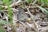 남방부전나비 Pseudozizeeria maha (Pale Grass Blue Butterfly)