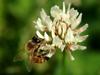 Honeybee on flower