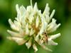 Very small bee on flower