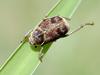 Beetle?