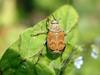 Beetle?