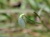 Green Lacewing