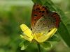 Lycaena phlaeas (Small Copper Butterfly)