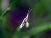 Moth