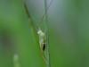 Katydid instar