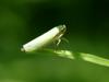 Treehopper