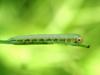 Butterfly's caterpillar