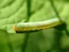 Butterfly's caterpillar