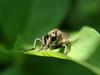 Robberfly