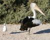 One legged Australian pelican 4