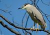 Black-crowned Night Heron (Nycticorax nycticorax)0006