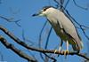 Black-crowned Night Heron (Nycticorax nycticorax)0006