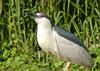 Black-crowned Night Heron (Nycticorax nycticorax)0007