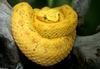 Eyelash Viper (Bothriechis schlegelii)