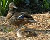 Mallard (Anas platyrhynchos)0004