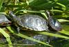 Yellowbelly Slider (Trachemys scripta scripta) and Eastern Painted Turtle (Chrysemys picta picta...