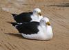 pigeon pair 2 -  - Pacific Gull (Larus pacificus)