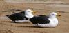 pigeon pair 1