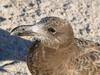 Molly 1 - Pacific Gull (Larus pacificus)