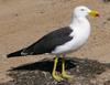 adult pacific gull