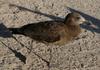 juvenile pacific gull