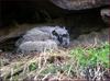 아직 솜털이 보송보송한 녀석 | 수리부엉이 Bubo bubo (Eurasian Eagle Owl)